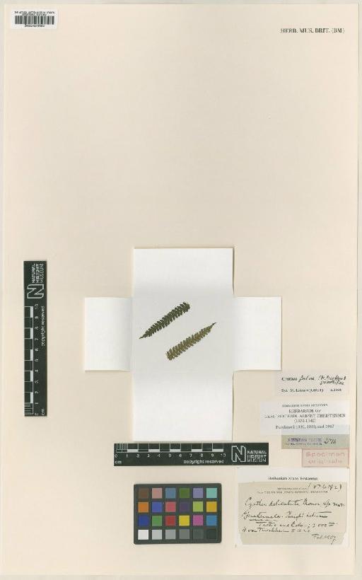 Cyathea fulva (M.Martens & Galeotti) Fée - BM001019583