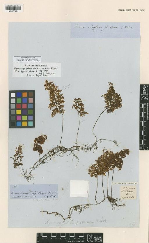 Hymenophyllum trichomanoides F.M.Bailey - BM000777352