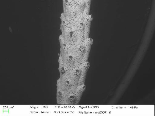 Adeonella falcicula Hayward, 1981 - Adeonella_falcicula_msj05061