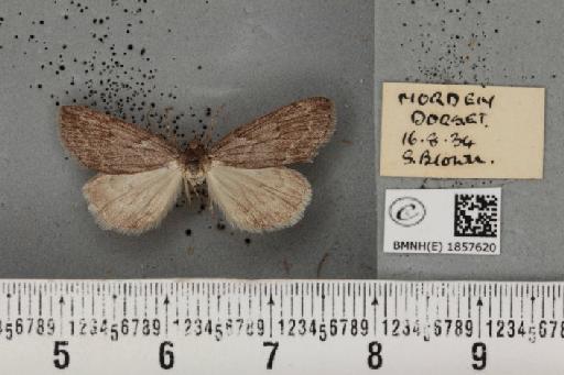 Pachycnemia hippocastanaria (Hübner, 1799) - BMNHE_1857620_427581