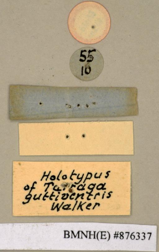 Tarraga guttiventris Walker, 1868 - Tarraga guttiventris Walker, F, 1868, female, holotype, labels (reverse). Photographer: Edward Baker. BMNH(E)#876337