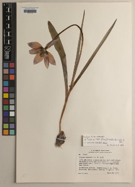 Tulipa orphanidea Boiss. ex Heldr. - BM001217788