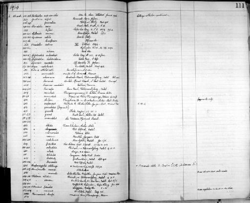 Cubaris pusillus - Zoology Accessions Register: Crustacea: 1905 - 1935: page 111