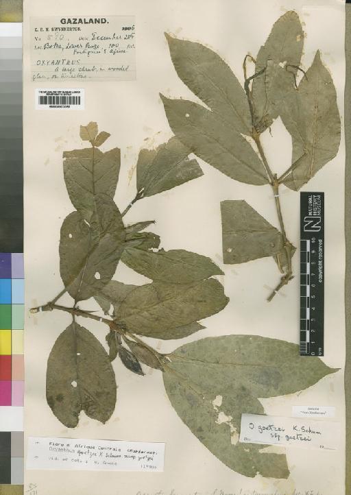 Oxyanthus goetzei subsp. goetzei Schum - BM000903058