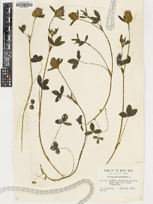 Trifolium pratense L. - BM001036718