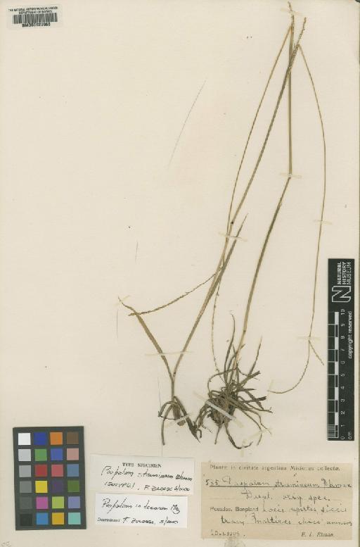 Paspalum indecorum Mez - BM000629966