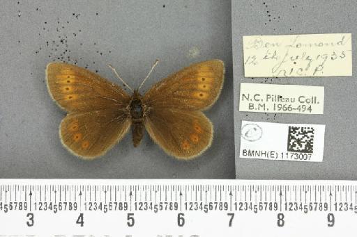 Erebia epiphron mnemon f. scotica Cooke, 1943 - BMNHE_1173007_28927