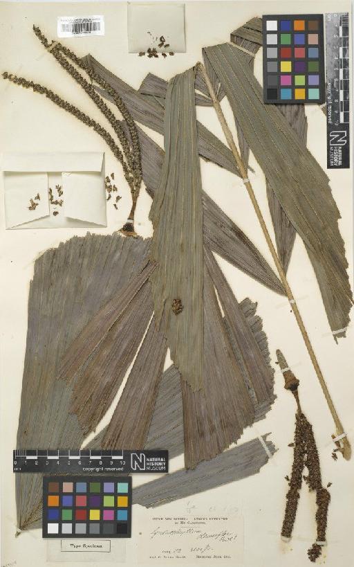 Gronophyllum densiflorum Ridl. - BM001040825