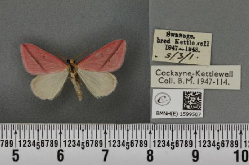 Rhodometra sacraria ab. rosea Oberthür, 1896 - BMNHE_1599507_300321