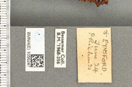 Aglais urticae ab. erythropaea Fritsch, 1913 - BMNHE_1056247_label_45712