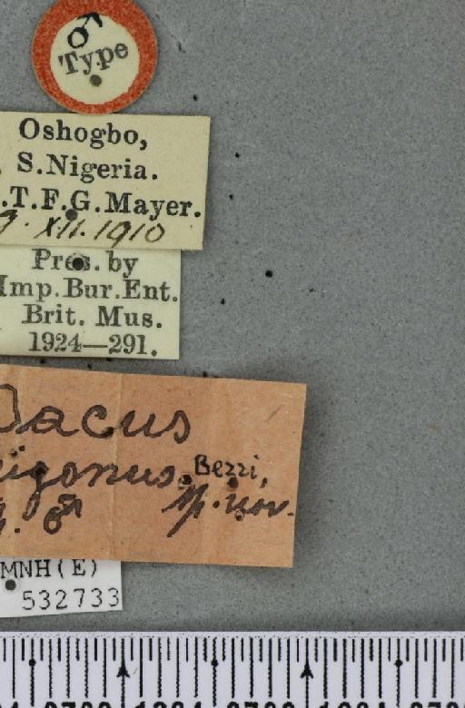 Dacus (Lophodacus) trigonus Bezzi, 1919 - BMNHE_532733_label_39881