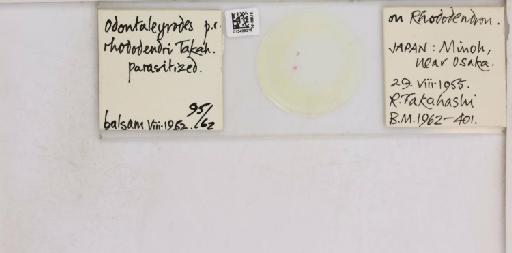 Pealius rhododendrae Takahashi, 1935 - 013488215_117725_1092324_157806_NonType