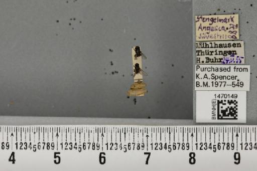 Melanagromyza angeliciphaga Spencer, 1969 - BMNHE_1470149_44699