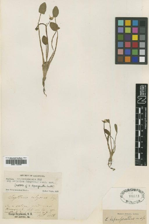 Sagittaria montevidensis Cham. & Schltdl. - BM001009888