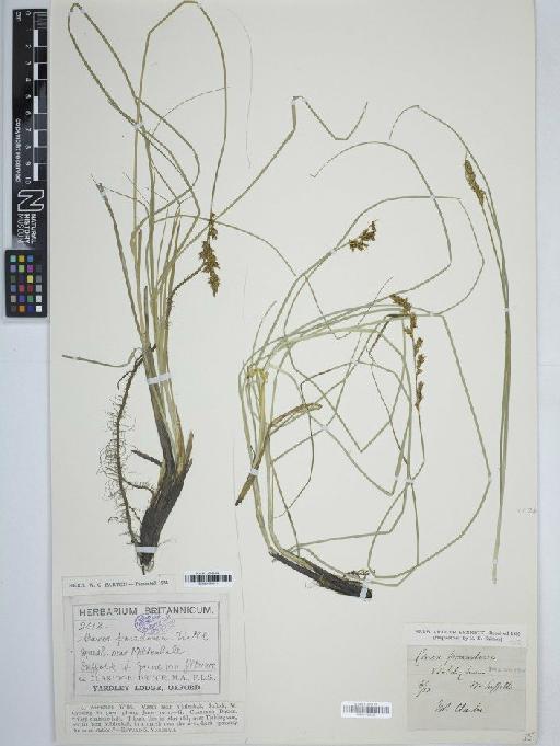 Carex × grahamii Boott - BM001160532 carex