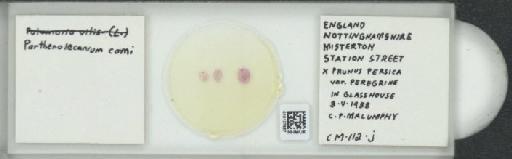 Parthenolecanium corni (Bouche, 1844) - 010137567_117397_1101018