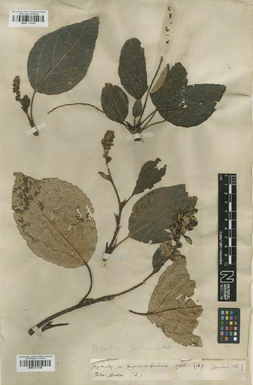 Populus gileadensis Rouleau - BM001134386