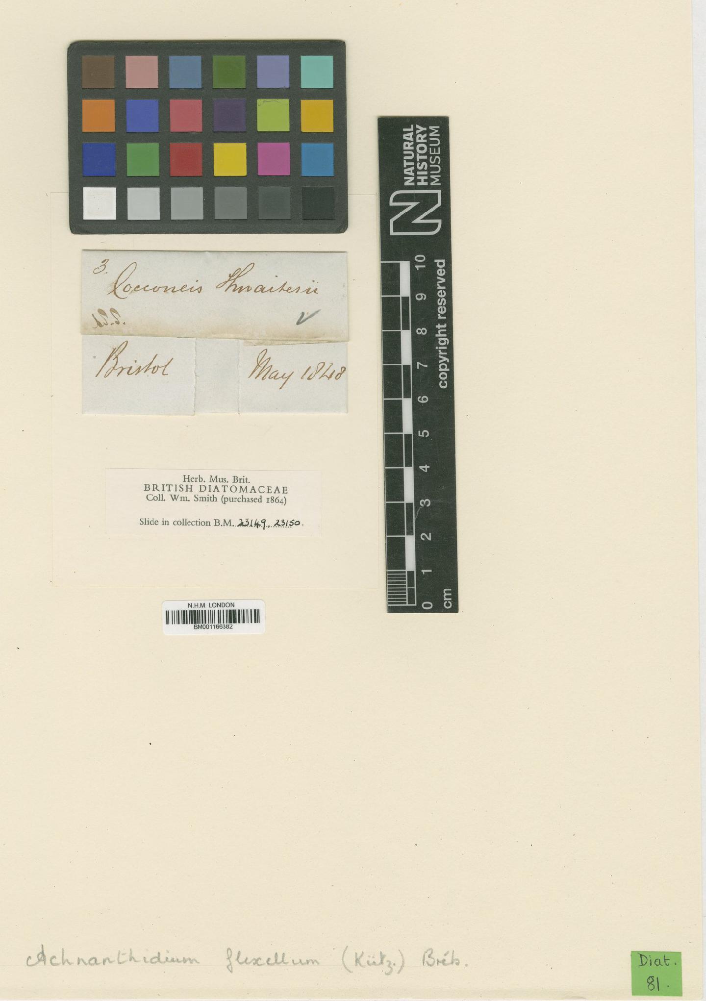 To NHMUK collection (Achnanthidium flexellum (Kütz.) Bréb. ex Kütz.; NHMUK:ecatalogue:6511166)