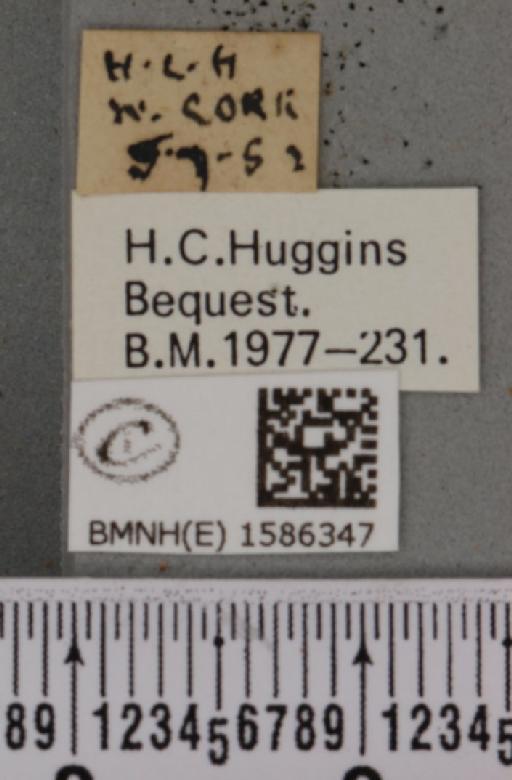 Idaea muricata (Hufnagel, 1767) - BMNHE_1586347_label_260426