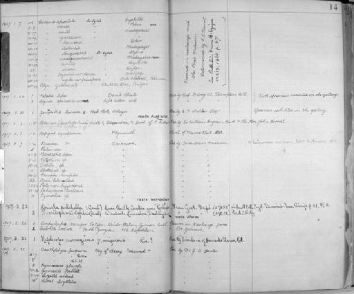 Caridina simoni Bouvier, 1904 - Zoology Accessions Register: Crustacea: 1905 - 1935: page 14