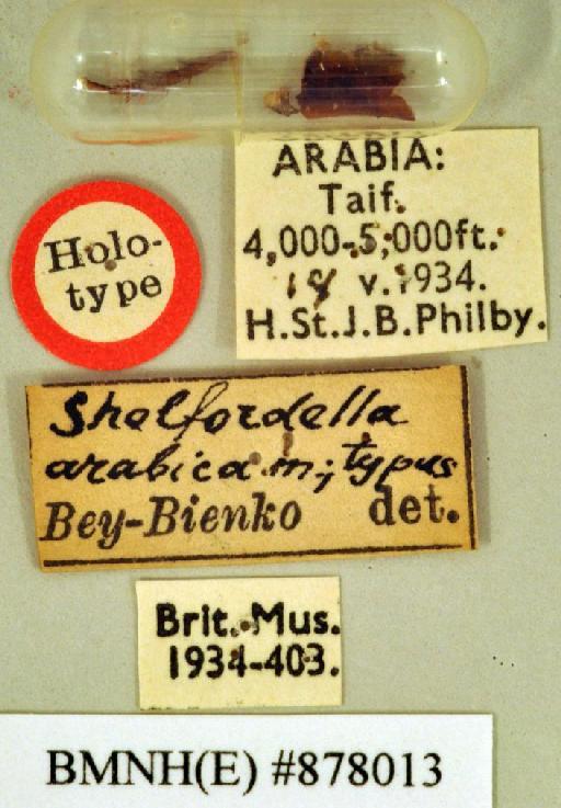 Shelfordella arabica Bei-Bienko, 1938 - Shelfordella arabica Bei-Bienko, 1938, unsexed, holotype, labels. Photographer: Heidi Hopkins. BMNH(E)#878013