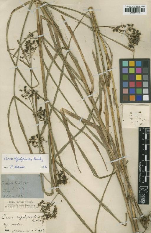 Carex hypolytroides Ridl. - BM000959179