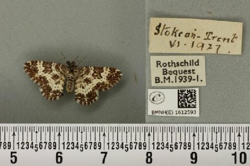 Epirrhoe tristata (Linnaeus, 1758) - BMNHE_1612593_324125