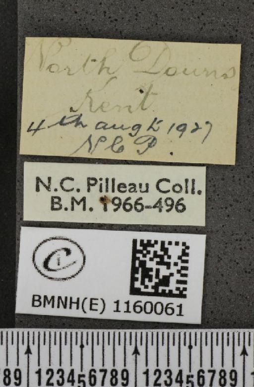 Lysandra coridon (Poda, 1761) - BMNHE_1160061_label_115710