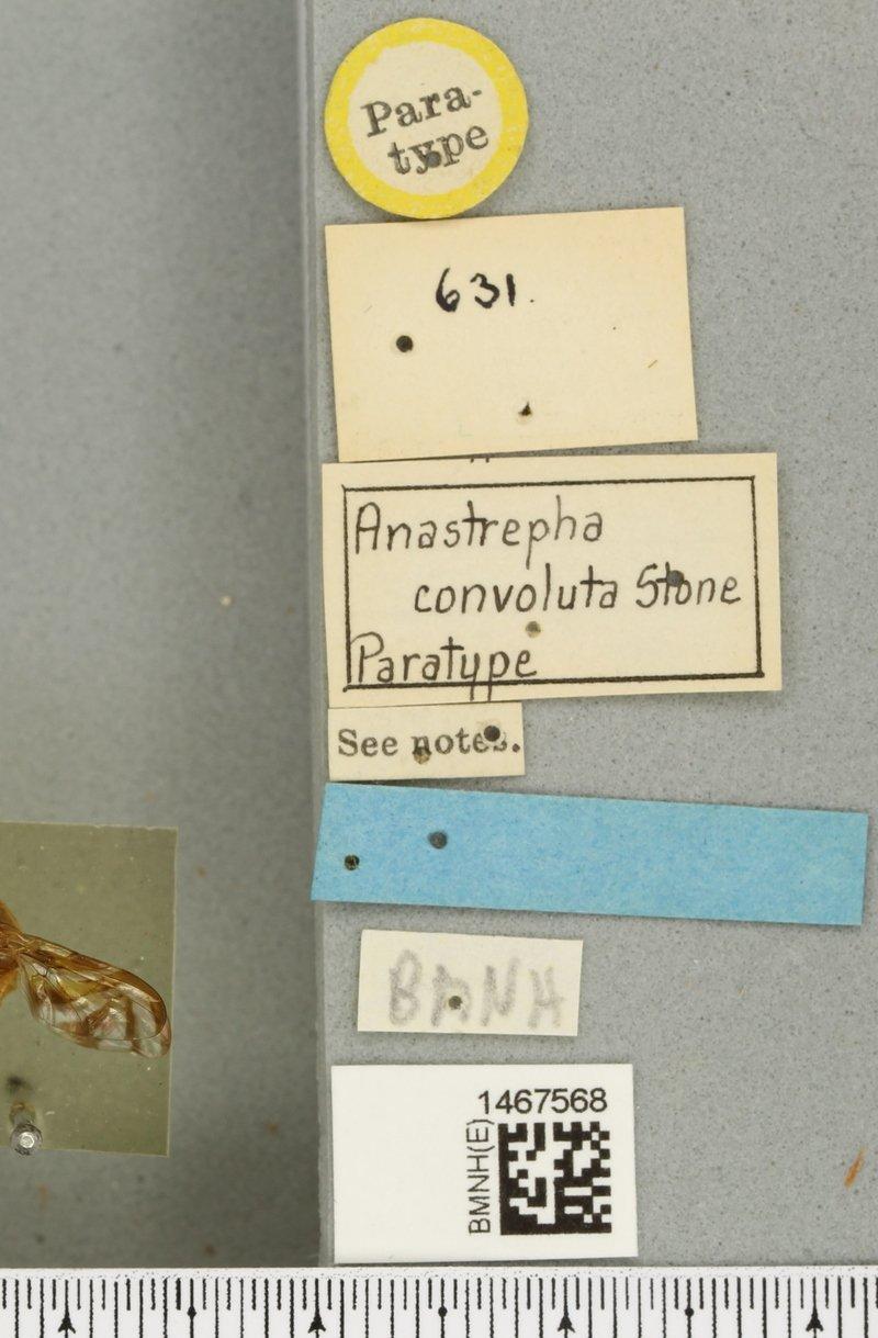 Anastrepha convoluta