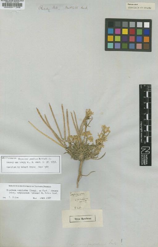 Erysimum capitatum subsp. argillosum (Greene) Price - BM000522247