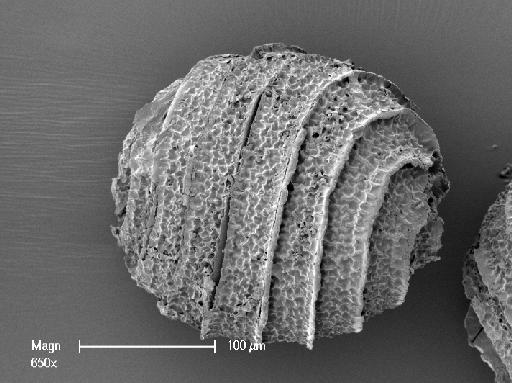 Nitella tasmanica F.Muell. ex A.Braun - OosporeSide