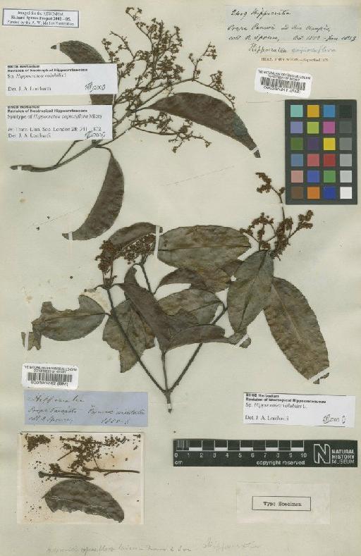 Hippocratea volubilis L. - BM000595242