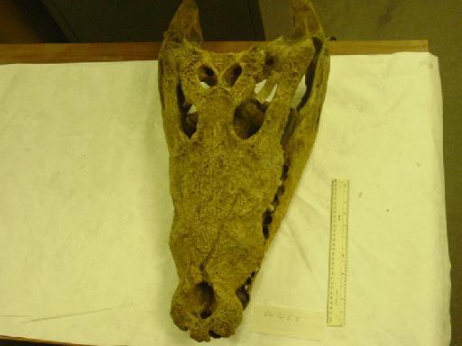 Crocodylus niloticus - Crocodylus niloticus 65.4.6.2 001.JPG