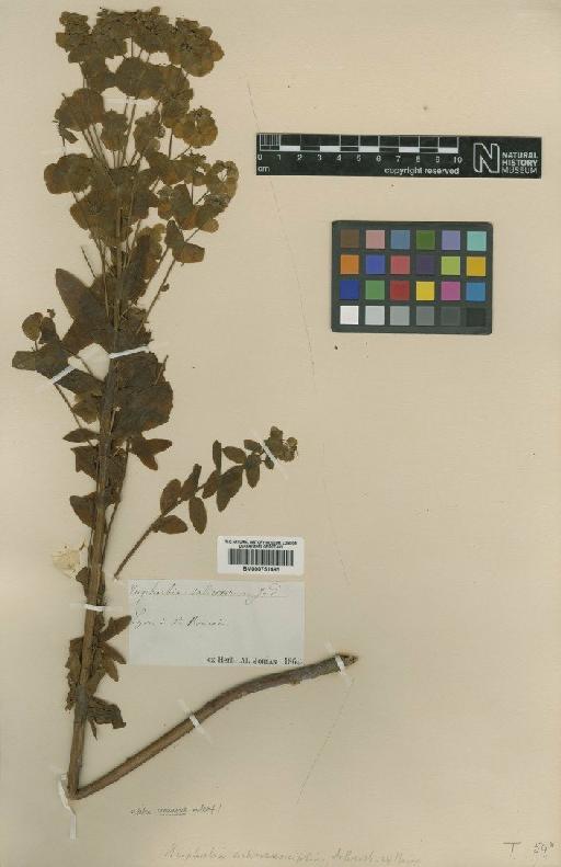 Euphorbia lucida von Waldstein & Kit. - BM000751495