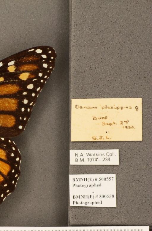 Danaus plexippus (Linnaeus, 1758) - BMNHE_500557_label_53280