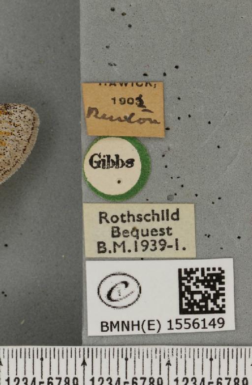 Dicallomera fascelina ab. ochreolinea Cockayne, 1951 - BMNHE_1556149_label_255970