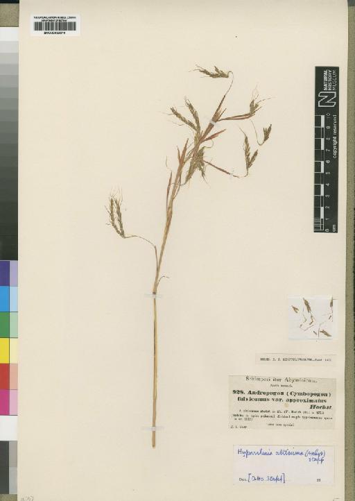 Hyparrhenia rufa (Nees) Stapf - BM000923516