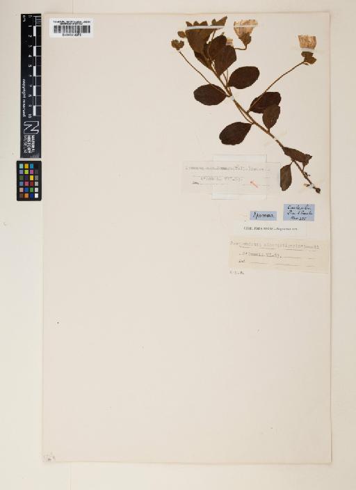 Ipomoea phyllomega (Vell.) House - 000914375