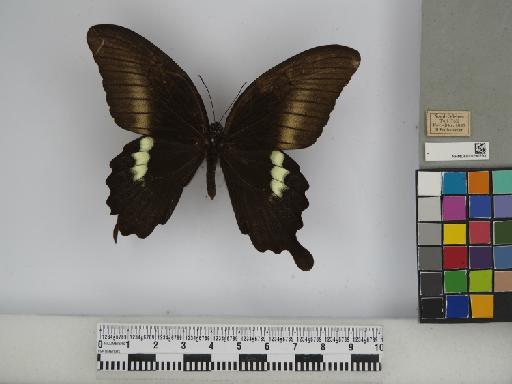 Papilio fuscus pertinax Wallace, 1865 - 010290293 Papilio fuscus