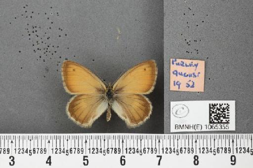 Coenonympha pamphilus ab. latiora Leeds, 1950 - BMNHE_1065355_26576