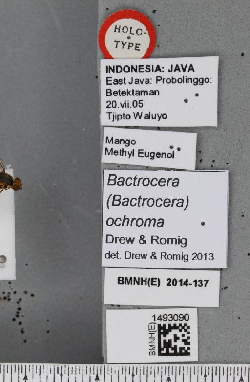 Bactrocera (Bactrocera) ochroma Drew & Romig, 2013 - BMNHE_1493090_label_44179