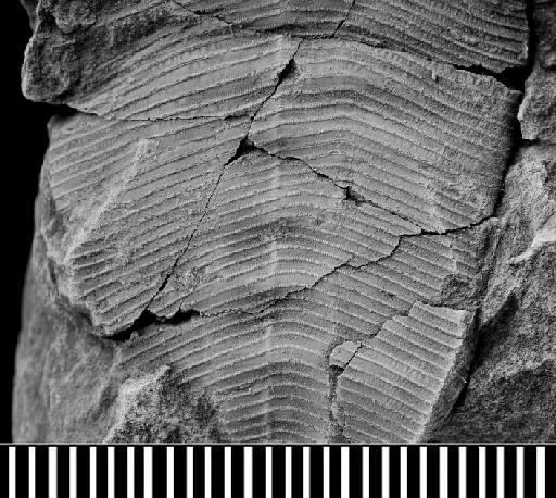 Ctenoconularia hispida (Slater, 1907) - CL 274. Ctenoconularia hispida (part-detail)