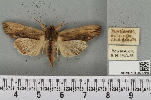 Lithophane semibrunnea (Haworth, 1809) - NHMUK_010574559_631637