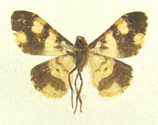 Ectropidia Warren, 1895 - Ectropidia sp 14215 underside