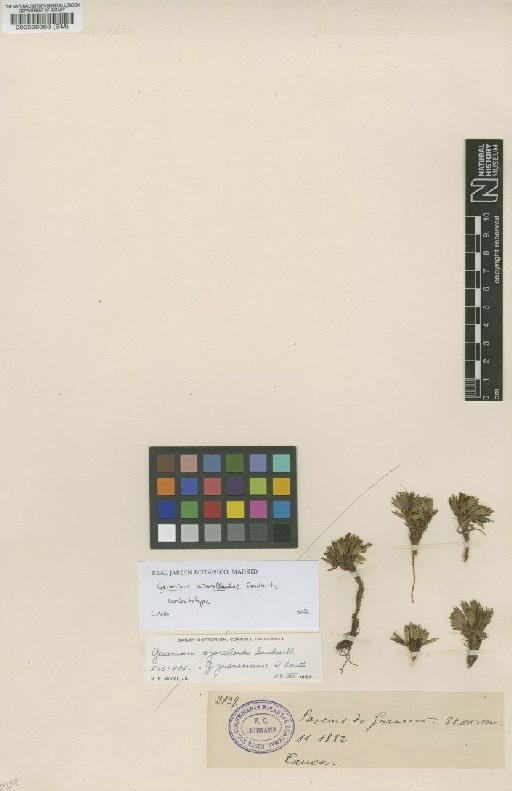Geranium azorelloides Sandwith - BM000598363