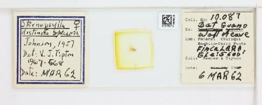 Sternopsylla distincta speciosa Johnson, 1957 - 010179272