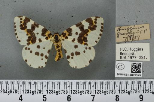 Abraxas grossulariata (Linnaeus, 1758) - BMNHE_1879979_438333