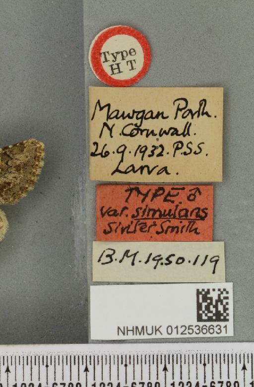 Polymixis lichenea ab. simulans Siviter Smith, 1942 - NHMUK_012536631_label_645773