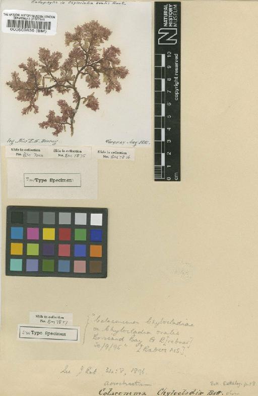 Audouinella chylocladiae (Batters) P.S.Dixon - BM000569836