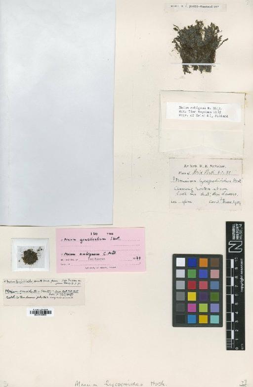 Mnium ambiguum H.Müll. - BM001086625_a